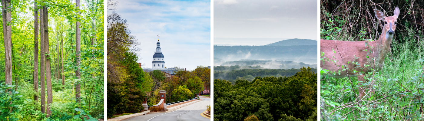 Maryland forests